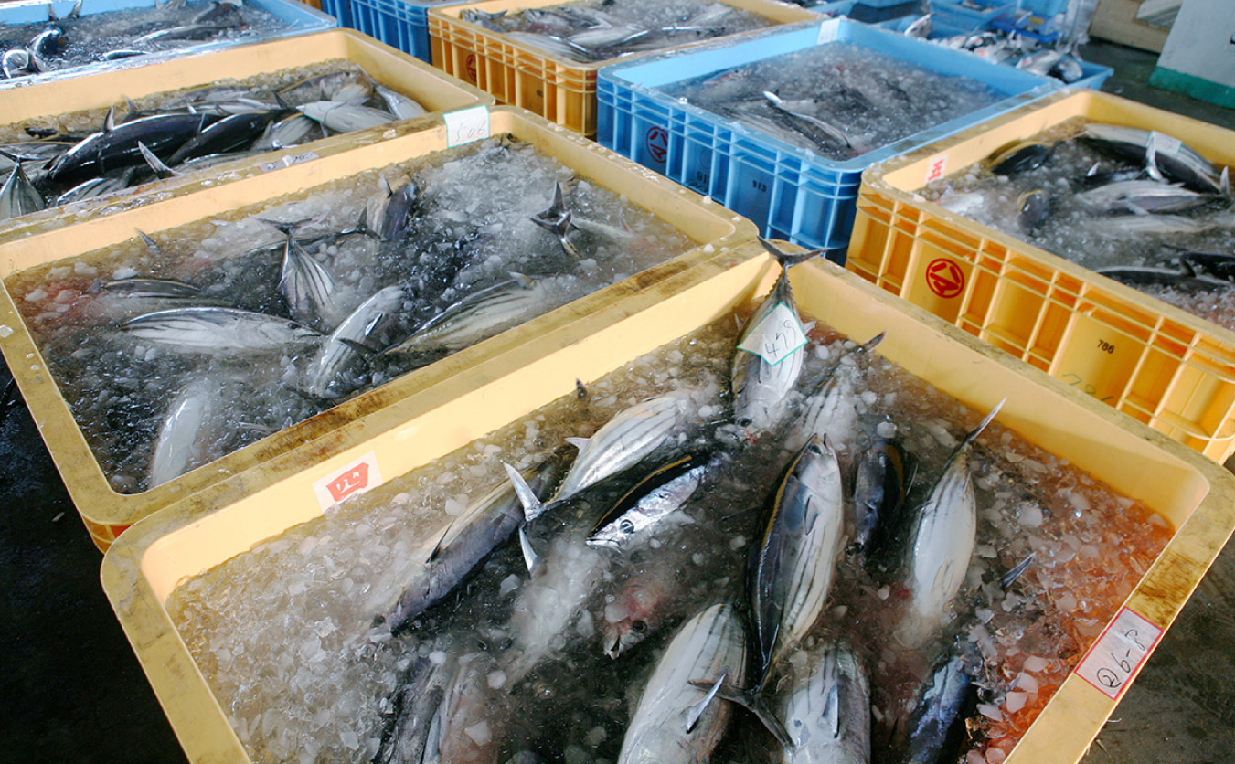 旬の魚をとれたての鮮度で味わってもらうためにお届け