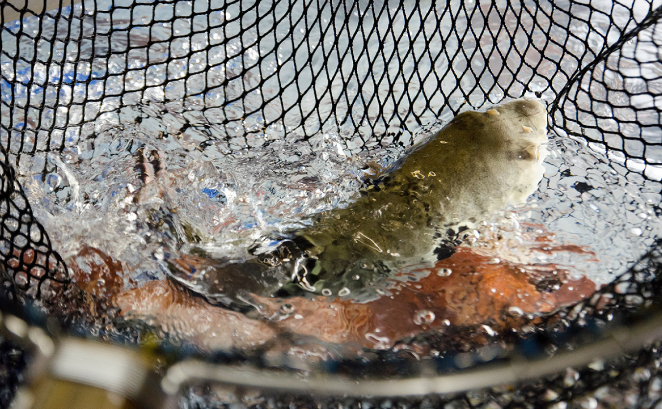 ご家庭でも、とれたての魚を味わって味いただけるように