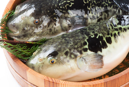 取り扱い魚種 | 河豚(フグ)