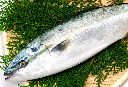 取り扱い魚種 | 鰤(ブリ)