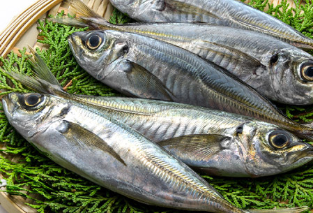 取り扱い魚種 | 鯵(アジ)